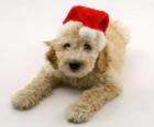 Şapkalı Noel kutlamaları için Elegant köpek yavrusu
